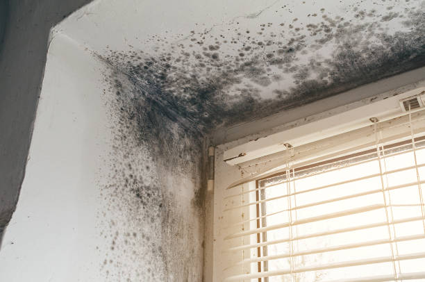 Affordable Mold Removal solutions in Bloomington, IL